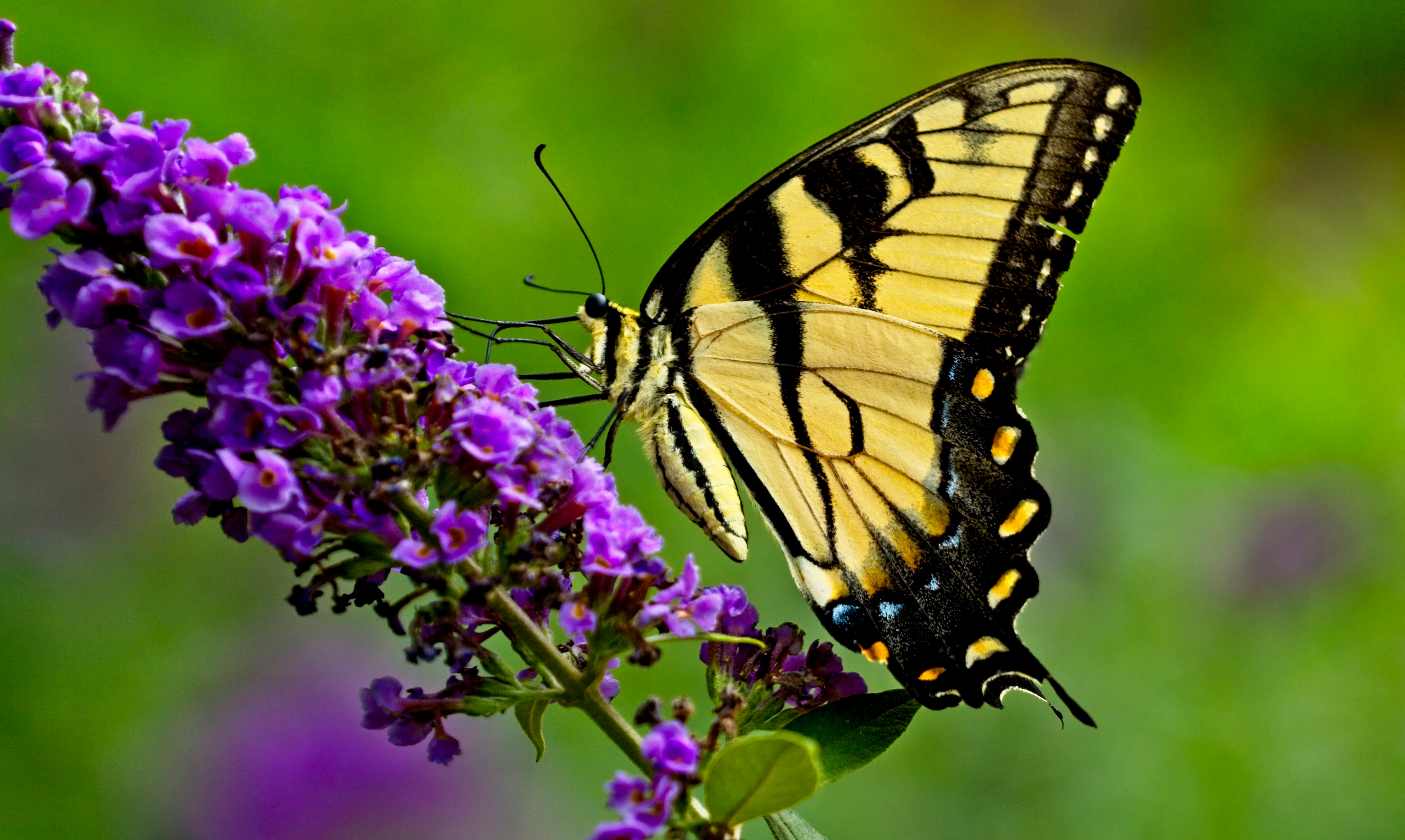 tiger swallowtail butterfly perched on purple flower in close up photography during daytime